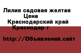 Лилия садовая желтая › Цена ­ 200 - Краснодарский край, Краснодар г.  »    